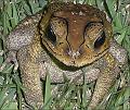 Bufo melanostictus (Duttaphrynus melanostictus) 00